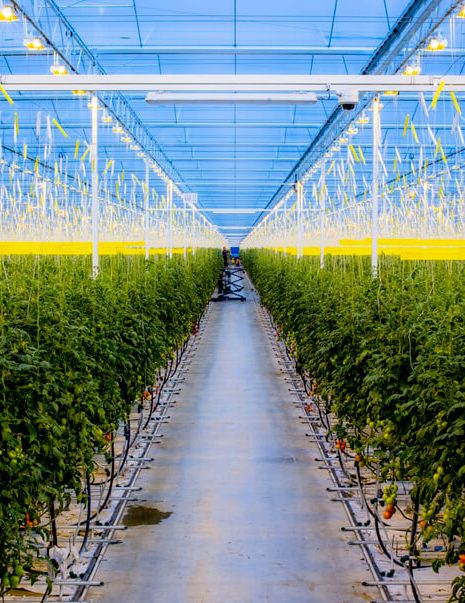 Boustan Mega Greenhouses