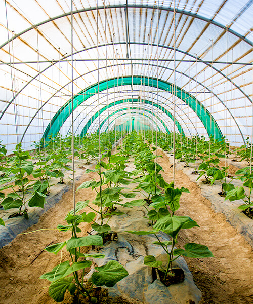 Boustan Greenhouses