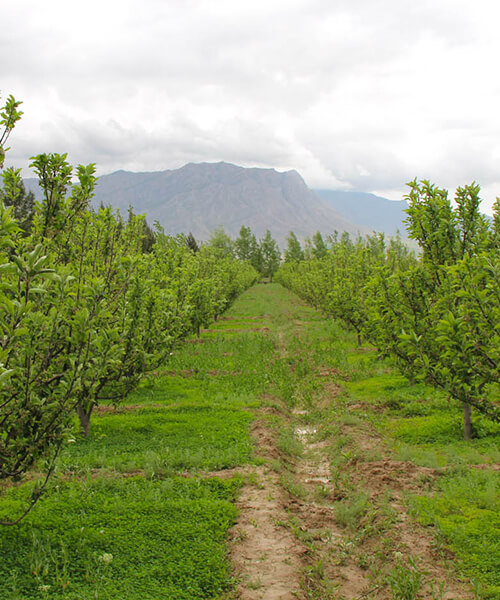 Boustan Farm pic