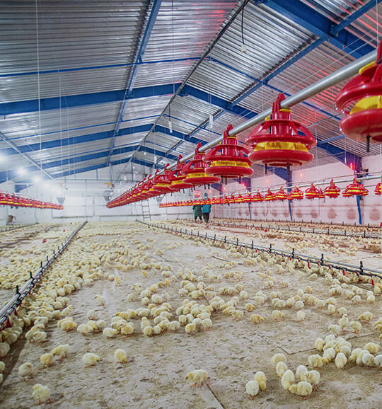 Boustan Poultry Farm in Afghanistan